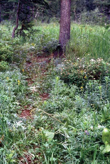 Мохнатый бог Мохнатый бог