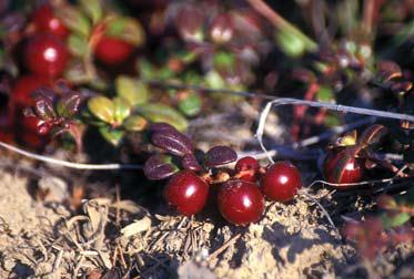 Мохнатый бог Мохнатый бог