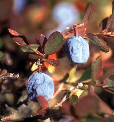 Мохнатый бог Мохнатый бог