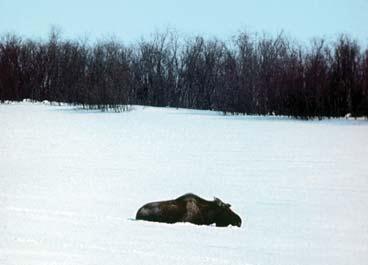 Мохнатый бог Мохнатый бог