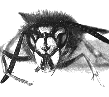 Инстинкт Инстинкт