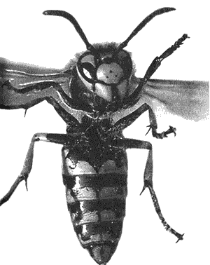 Инстинкт Инстинкт