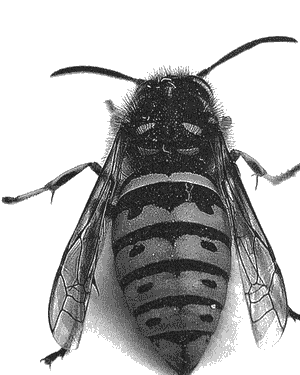 Инстинкт Инстинкт