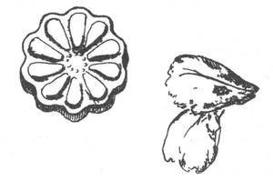 Библиотека географа