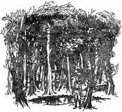 Племянник Чародея - Клайв Стейплз Льюис