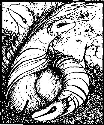 Тропик Рака Тропик Рака