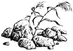 Последний дракон Последний дракон