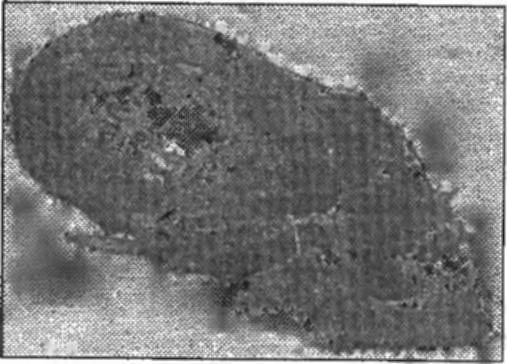 Завещание майя Завещание майя