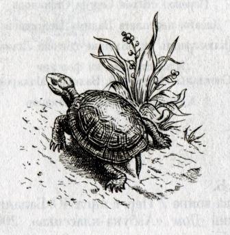 Клятва воина Клятва воина