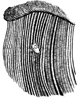 13 1/2 жизней капитана по имени Синий Медведь
