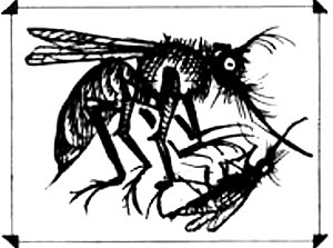 Рыцари Короны Рыцари Короны