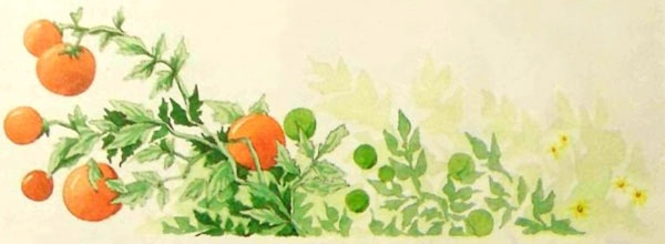 Дочь Гингемы Дочь Гингемы