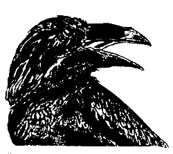 Тринадцатый час ночи Тринадцатый час ночи