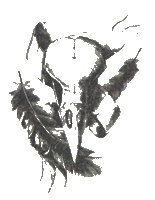 Голем. Книга 2. Пленник реторты Голем. Книга 2. Пленник реторты