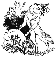 Книга трех Книга трех