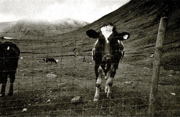 Где ты теперь?