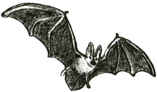 Кадын - Владычица гор Кадын - Владычица гор