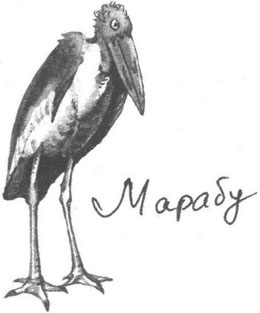 Книга птиц Восточной Африки Книга птиц Восточной Африки