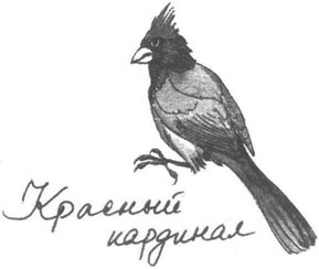 Книга птиц Восточной Африки Книга птиц Восточной Африки