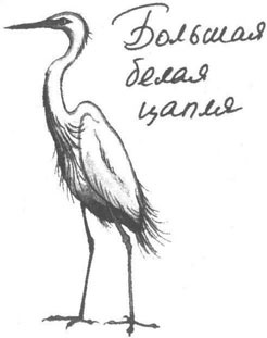 Книга птиц Восточной Африки Книга птиц Восточной Африки