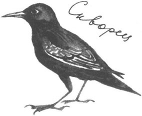 Книга птиц Восточной Африки Книга птиц Восточной Африки