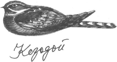 Книга птиц Восточной Африки Книга птиц Восточной Африки