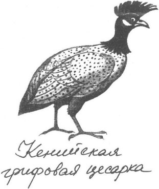 Книга птиц Восточной Африки Книга птиц Восточной Африки