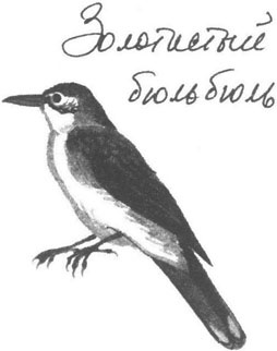 Книга птиц Восточной Африки Книга птиц Восточной Африки