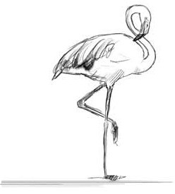 О чем шептались фламинго О чем шептались фламинго