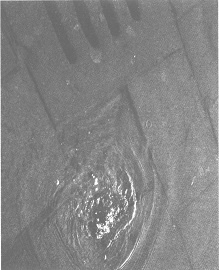 Венеция - это рыба Венеция - это рыба