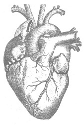 Венеция - это рыба Венеция - это рыба