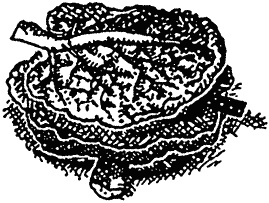 Семейка монстров