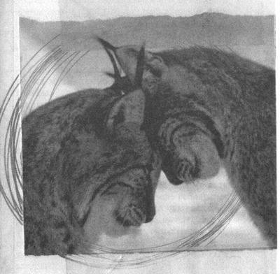 Квантовая теория любви