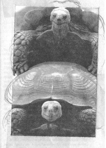 Квантовая теория любви