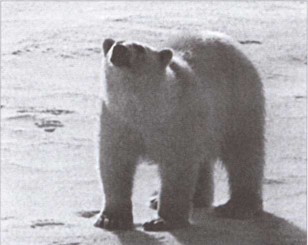 Скандинавия глазами разведчика. Путешествие длинною в тридцать лет