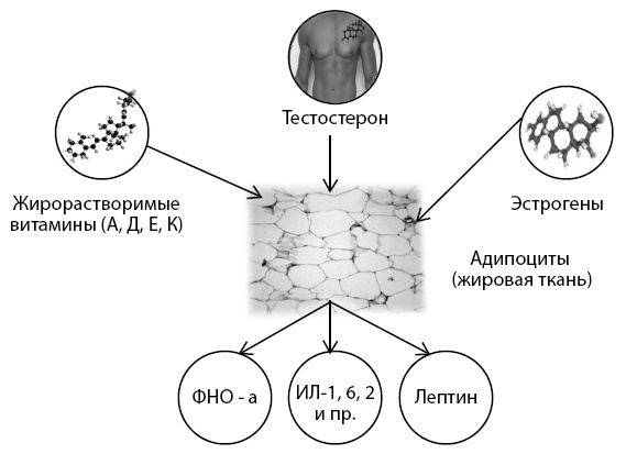 Остеопороз. Руководство для практических врачей Остеопороз. Руководство для практических врачей