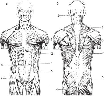 Массаж. Уроки великого мастера Массаж. Уроки великого мастера