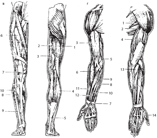 Массаж. Уроки великого мастера Массаж. Уроки великого мастера