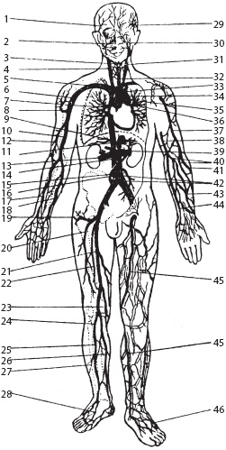 Массаж. Уроки великого мастера Массаж. Уроки великого мастера