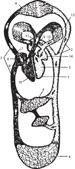 Массаж. Уроки великого мастера Массаж. Уроки великого мастера