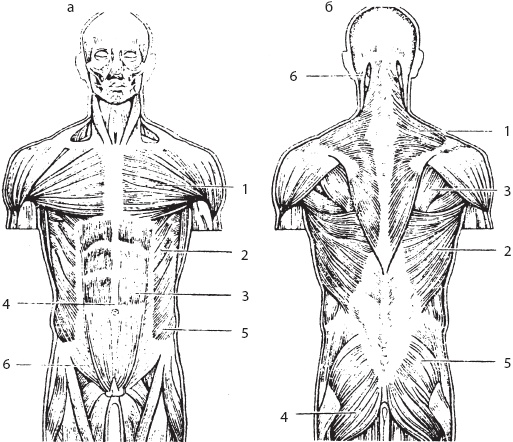 Большой справочник по массажу
