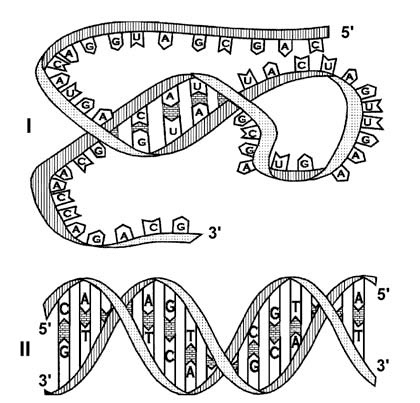 Здоровый мужчина в вашем доме Здоровый мужчина в вашем доме