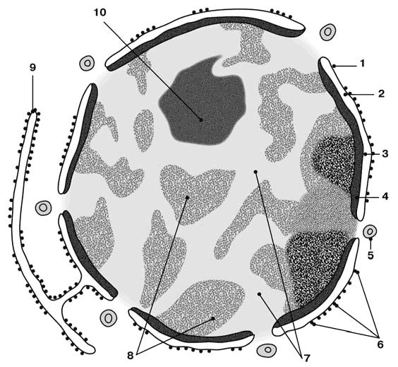 Здоровый мужчина в вашем доме Здоровый мужчина в вашем доме