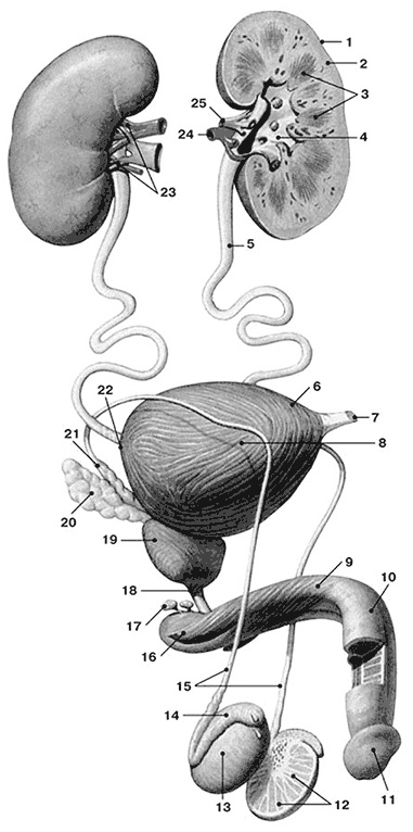 Здоровый мужчина в вашем доме