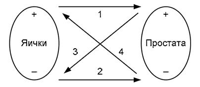 Здоровый мужчина в вашем доме