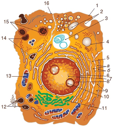 Здоровый мужчина в вашем доме Здоровый мужчина в вашем доме