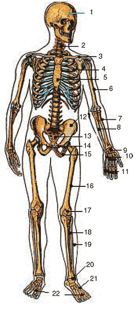 Здоровый мужчина в вашем доме Здоровый мужчина в вашем доме