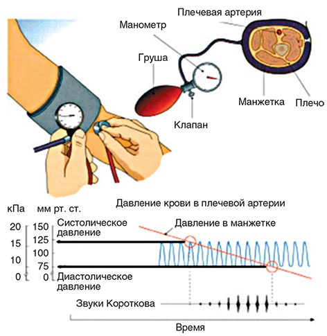 Здоровый мужчина в вашем доме Здоровый мужчина в вашем доме