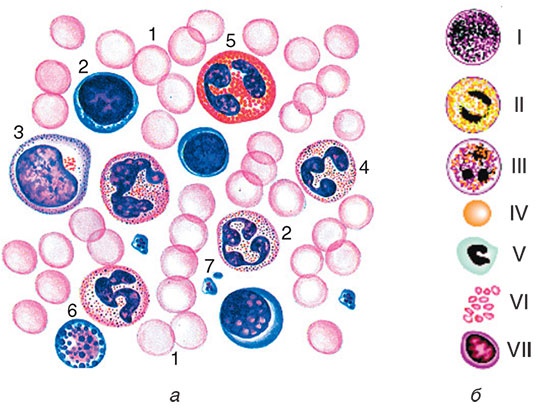 Здоровый мужчина в вашем доме Здоровый мужчина в вашем доме