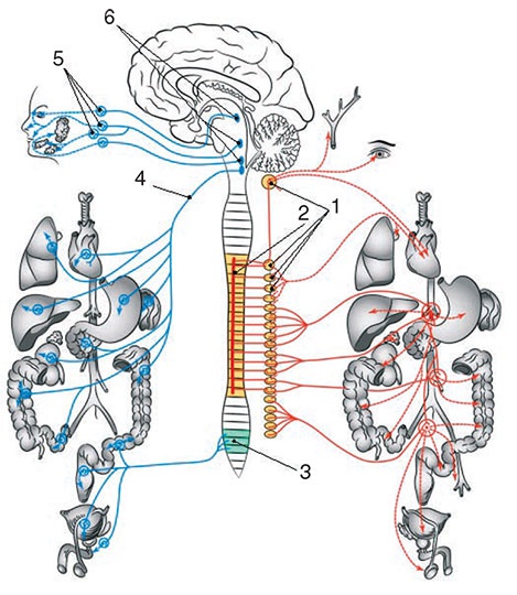 Здоровый мужчина в вашем доме Здоровый мужчина в вашем доме